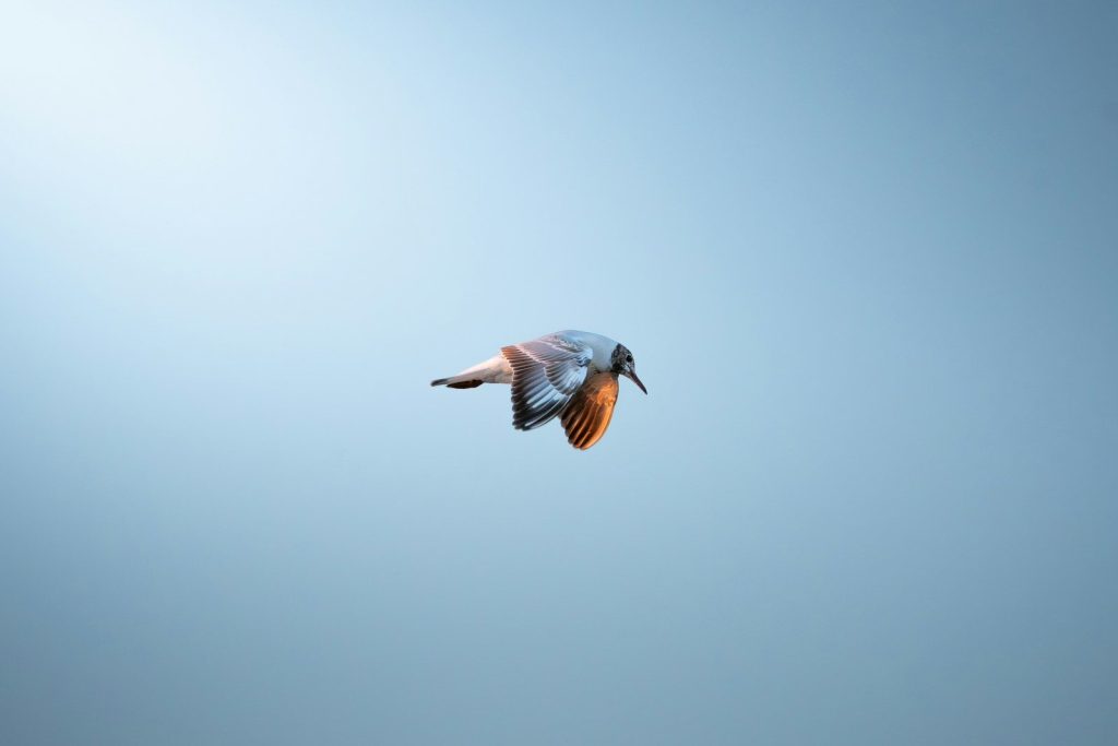 A kingfisher bird flying against a clear blue sky.